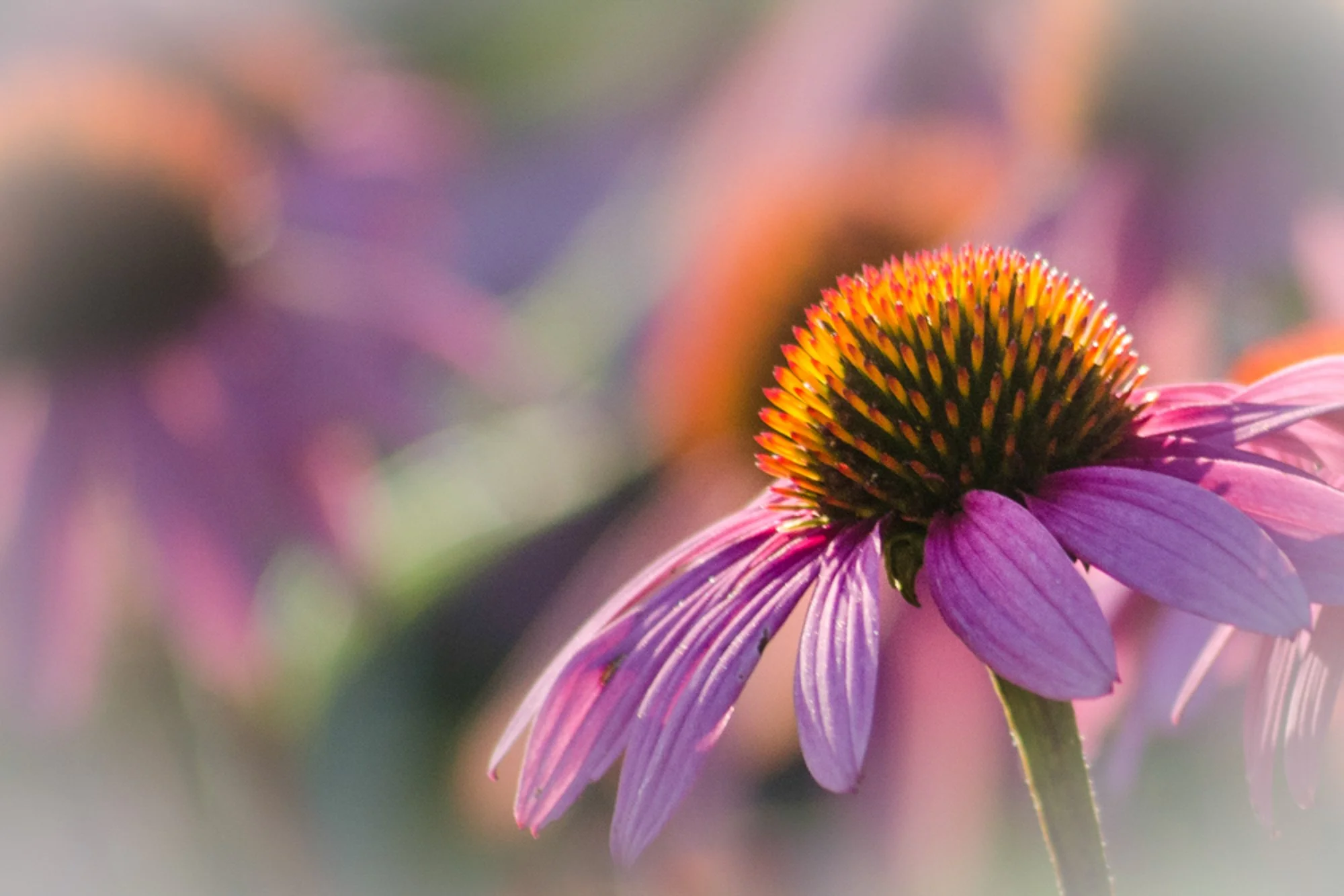 Coneflowers