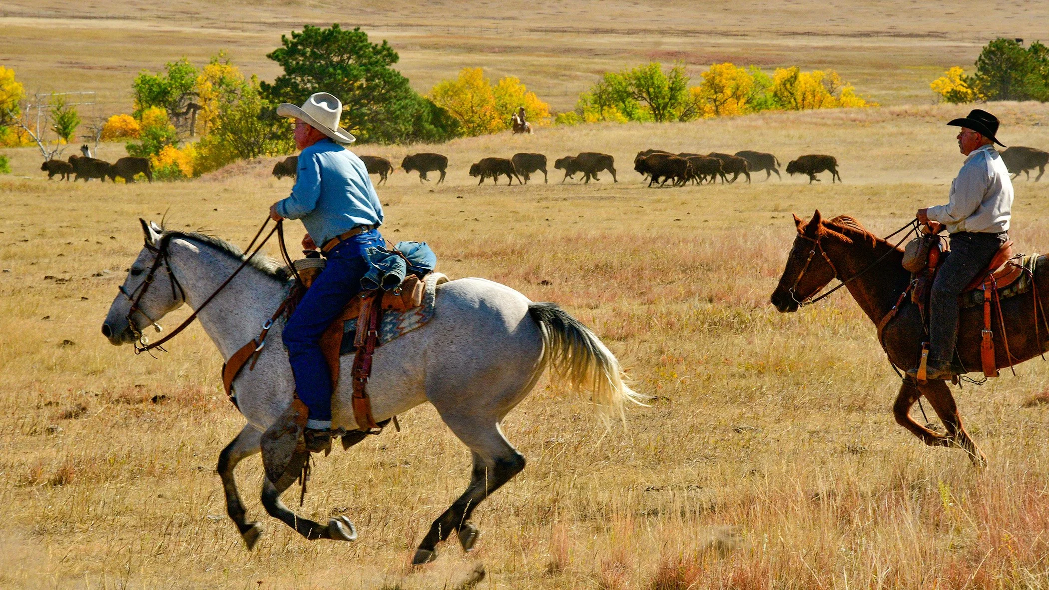  Buffalo Roundup at Custer State Park, SD 