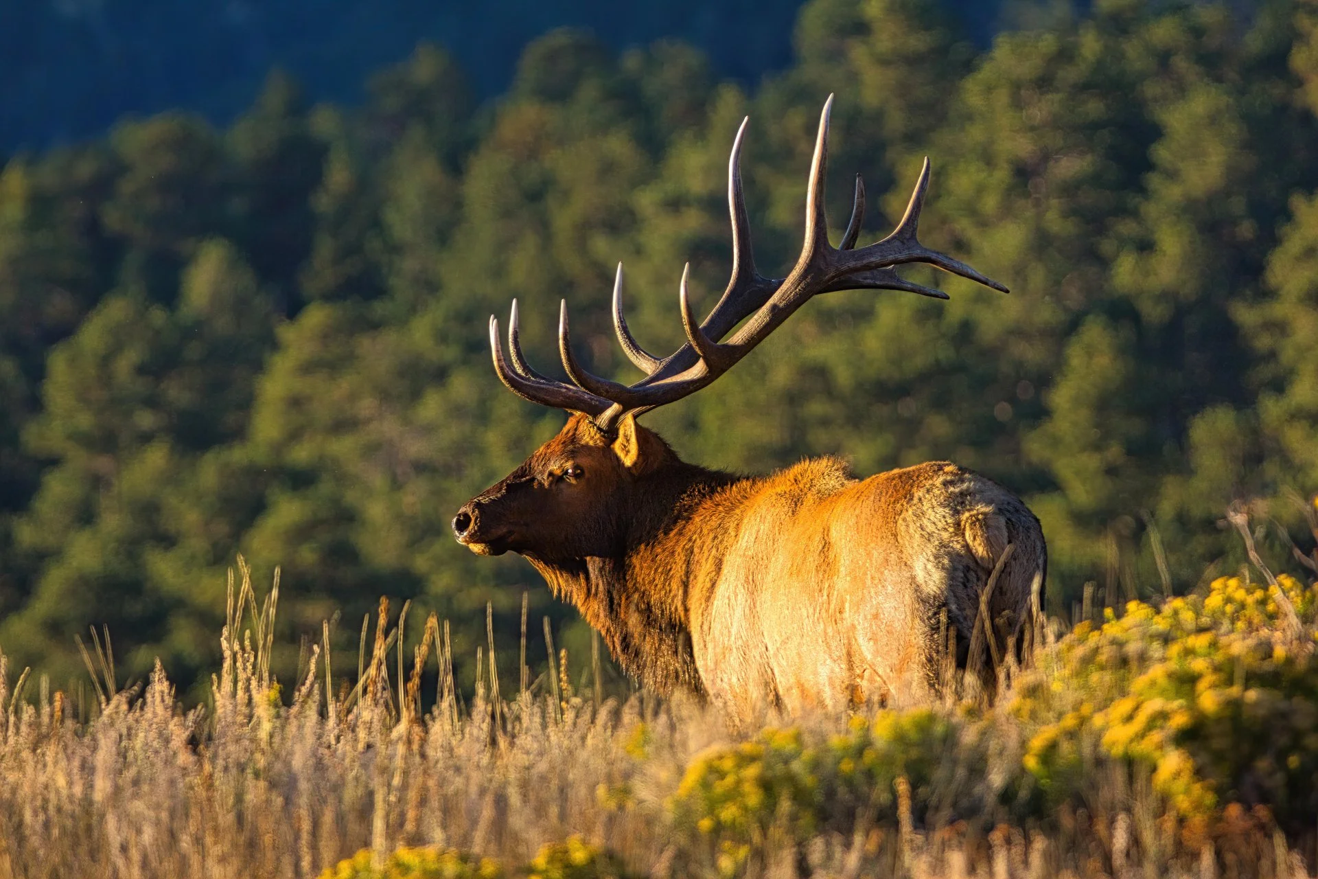 Musing at Dusk by Ramona Lenger