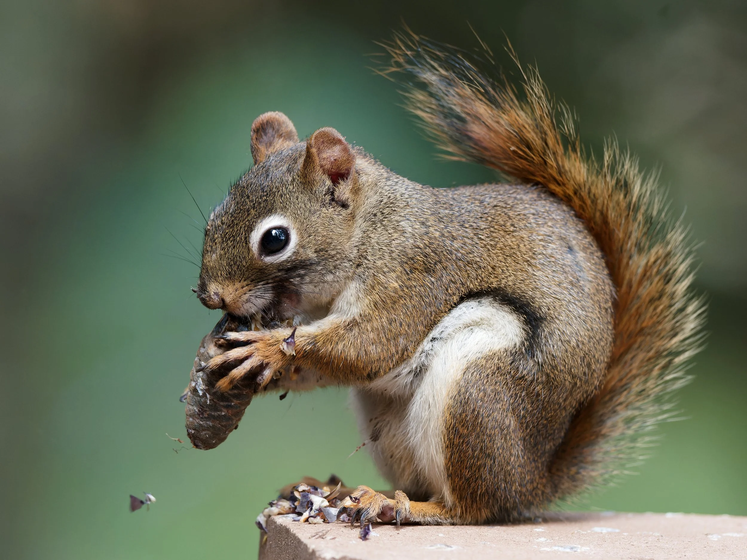  Digital Color Nature - 2nd Place
  Hungry Squirrel  by  John Fleissner 
 