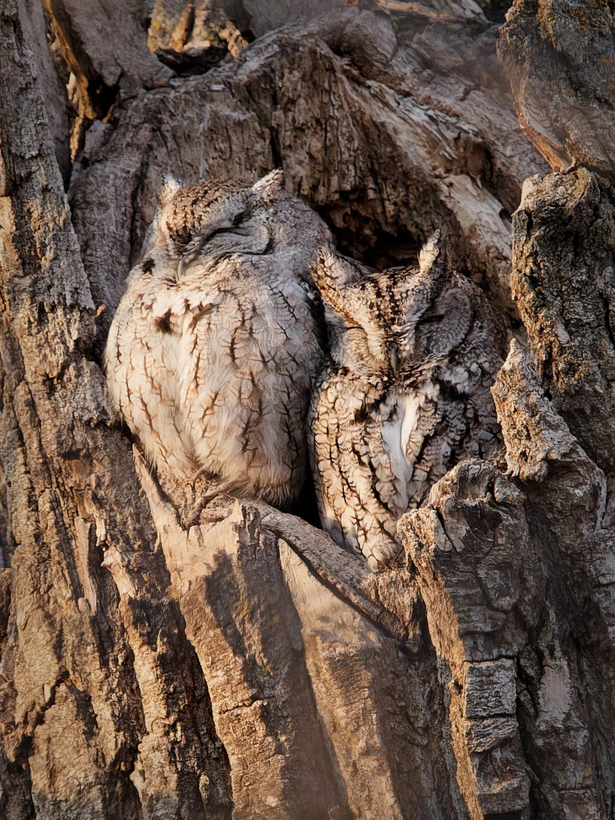  Screech Owls Sleeping 