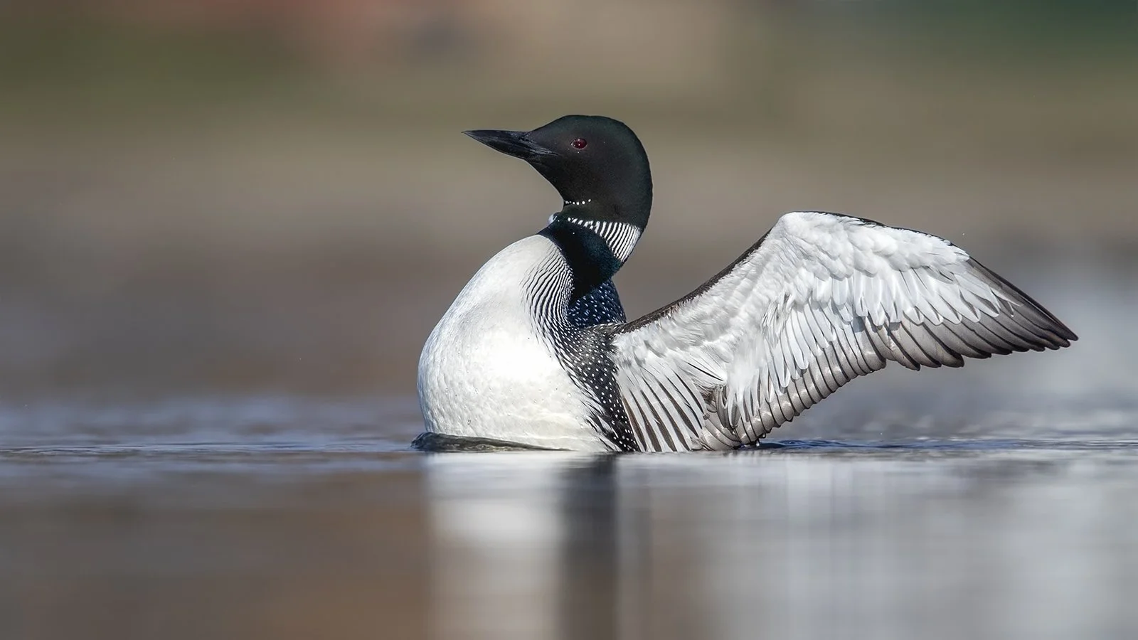  Common Loon 