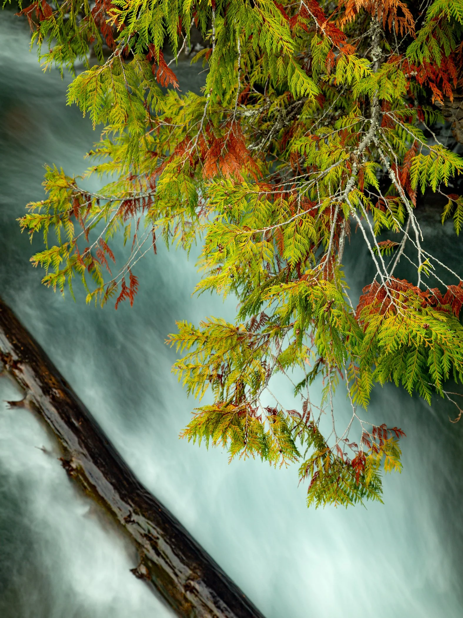 Digital Color Nature - 3rd Place - Red Cedars over McDonald Creek - ©Brian Waranauskas