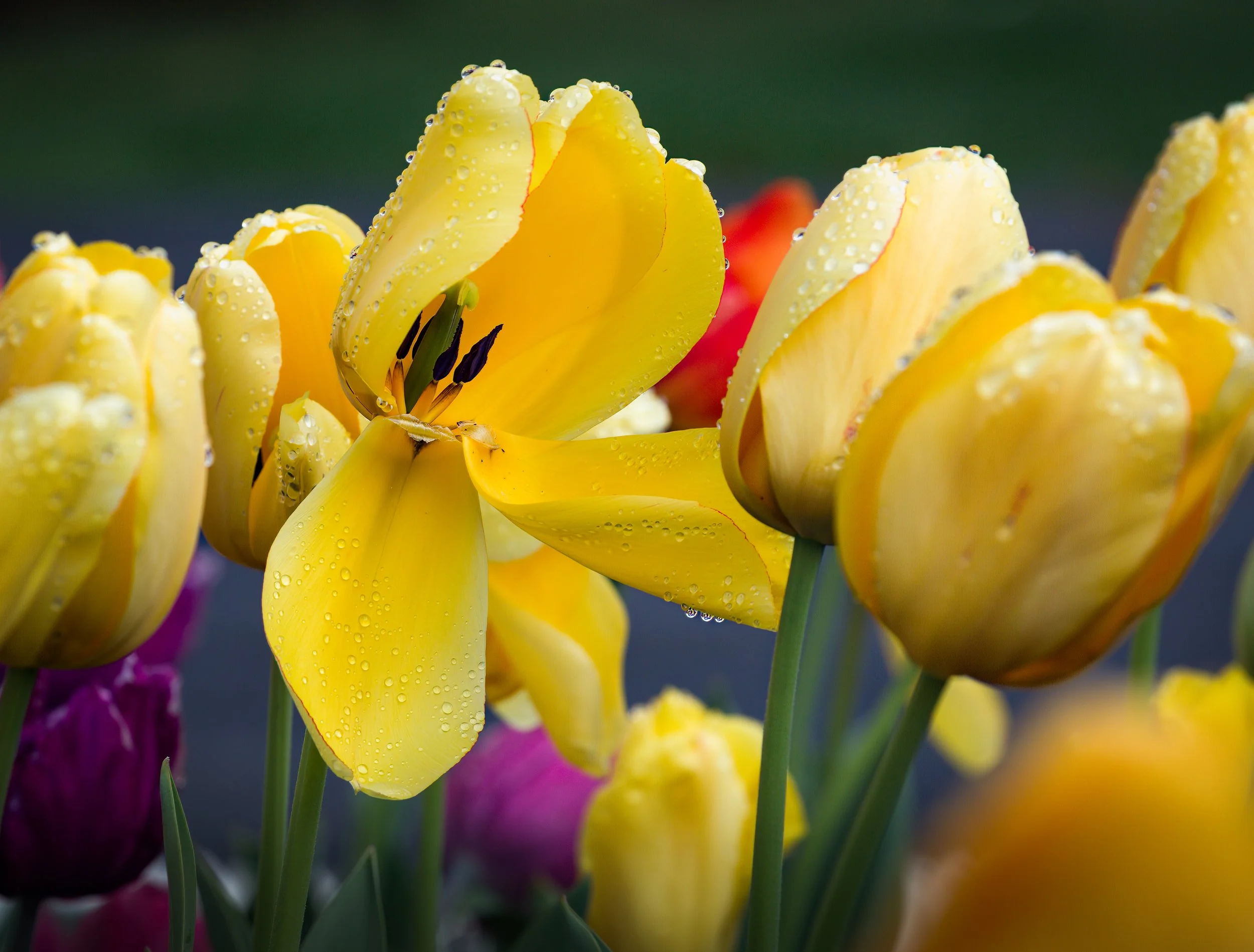  Tulips After a Rainshower 