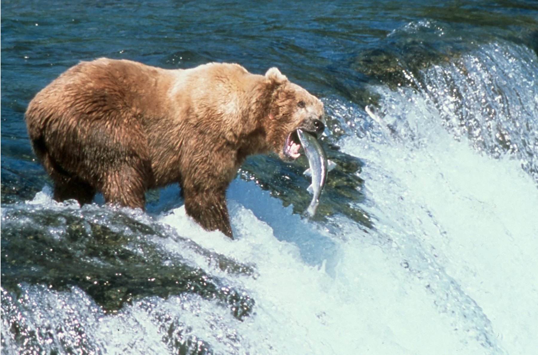  Brooks Falls, Alaska 