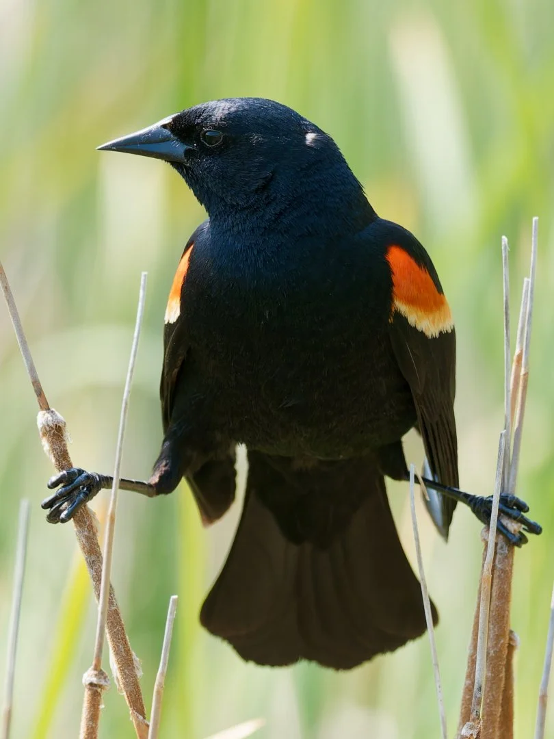 Red Wing by John Fleissner