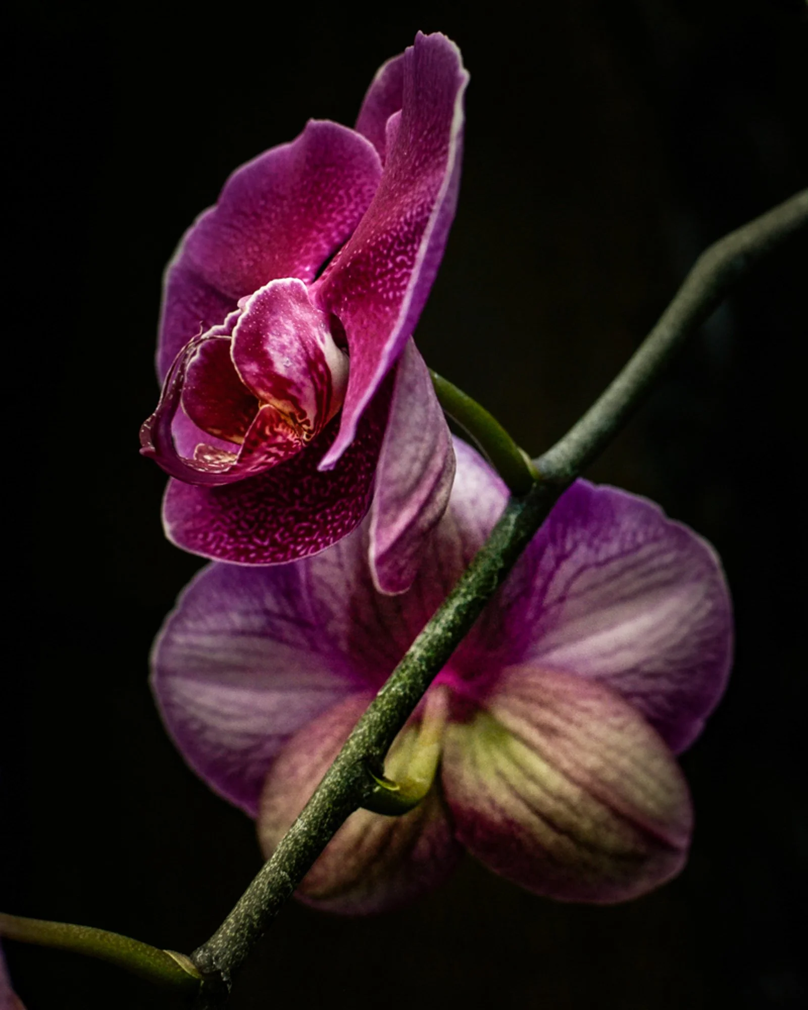 Orchids