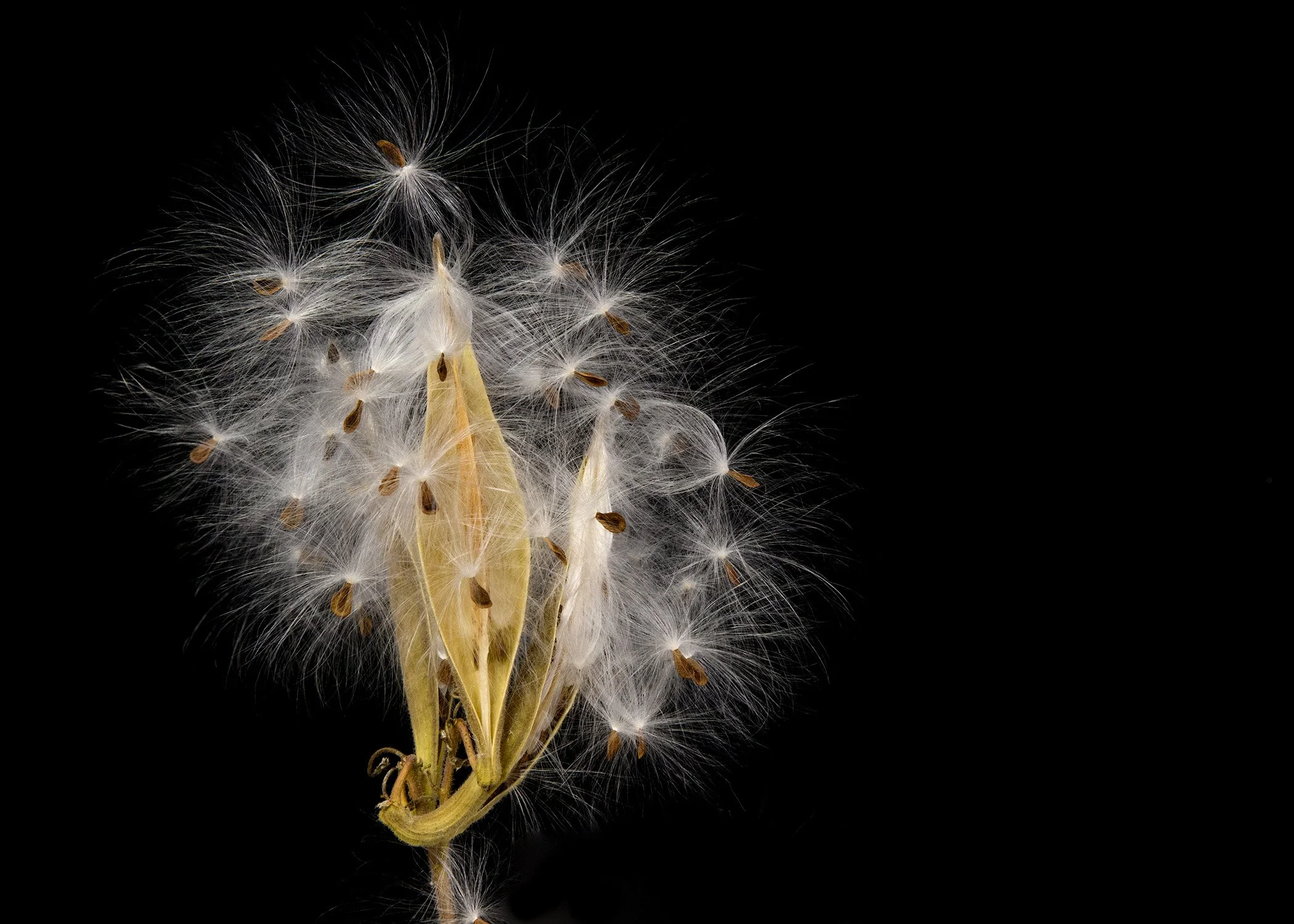 Digital Color Open - 1st Place - Milkweed Paratroopers - ©Tim Kant