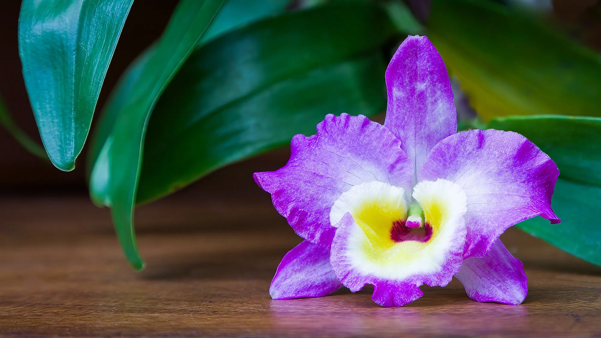  Smithsonian Orchid 