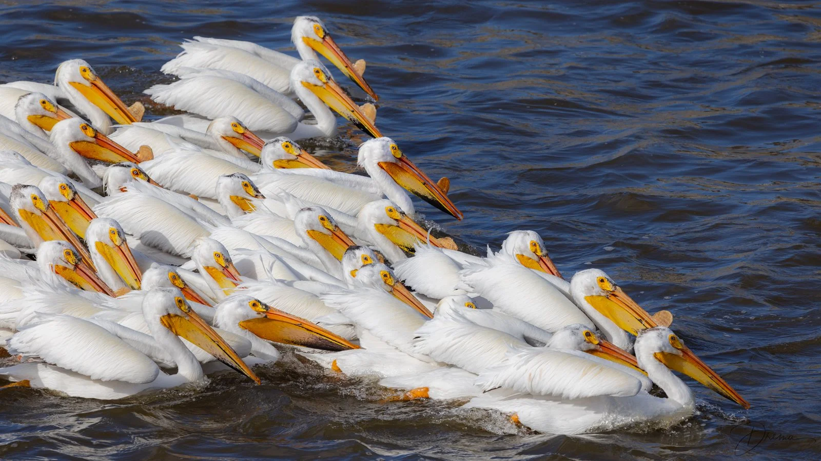 Print Color or B&W Nature
  1st Place 
  Pelicans Wishing They Were White Swans  by  Drema Swader 