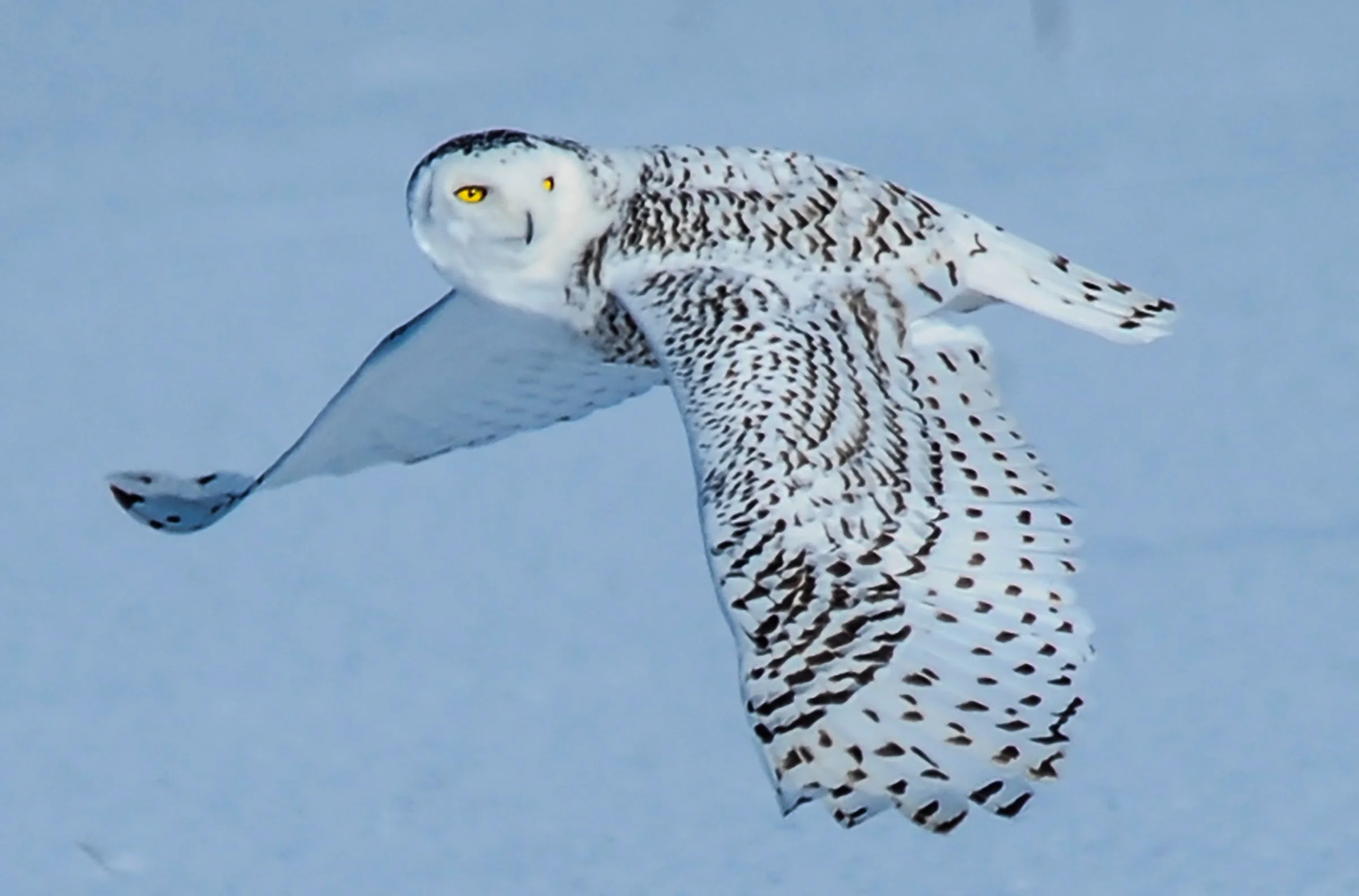  Snowy Owl 