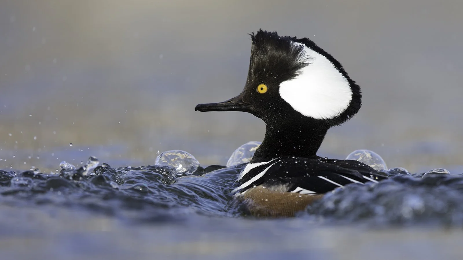  Hooded Merganser 