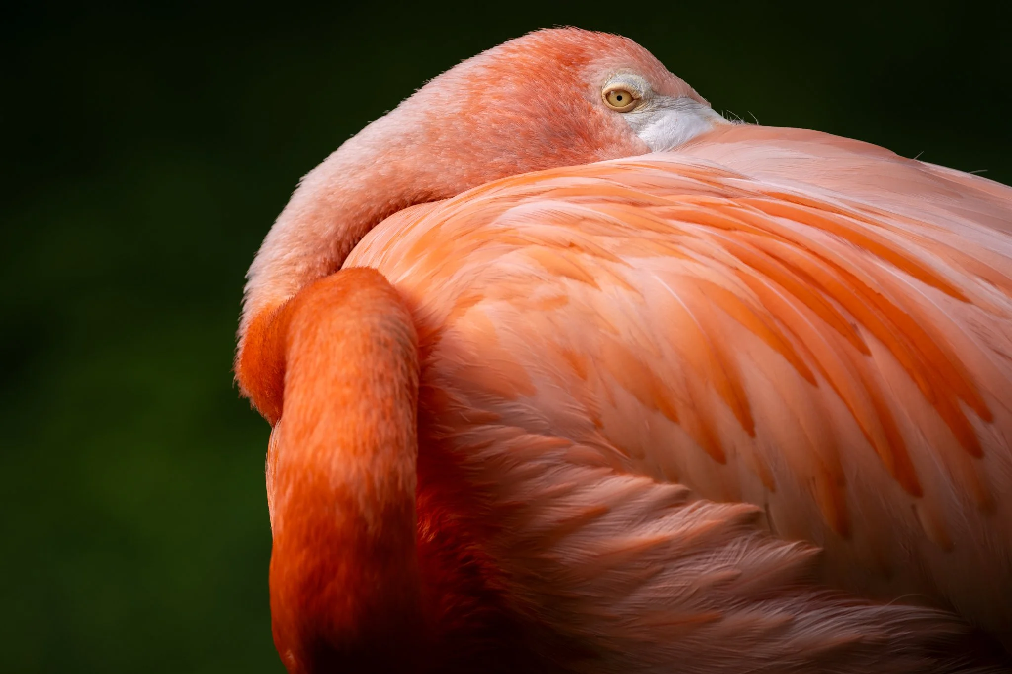 Digital Color Nature
  3rd Place 
  Resting Flamingo  by  Kristi Kotvis 