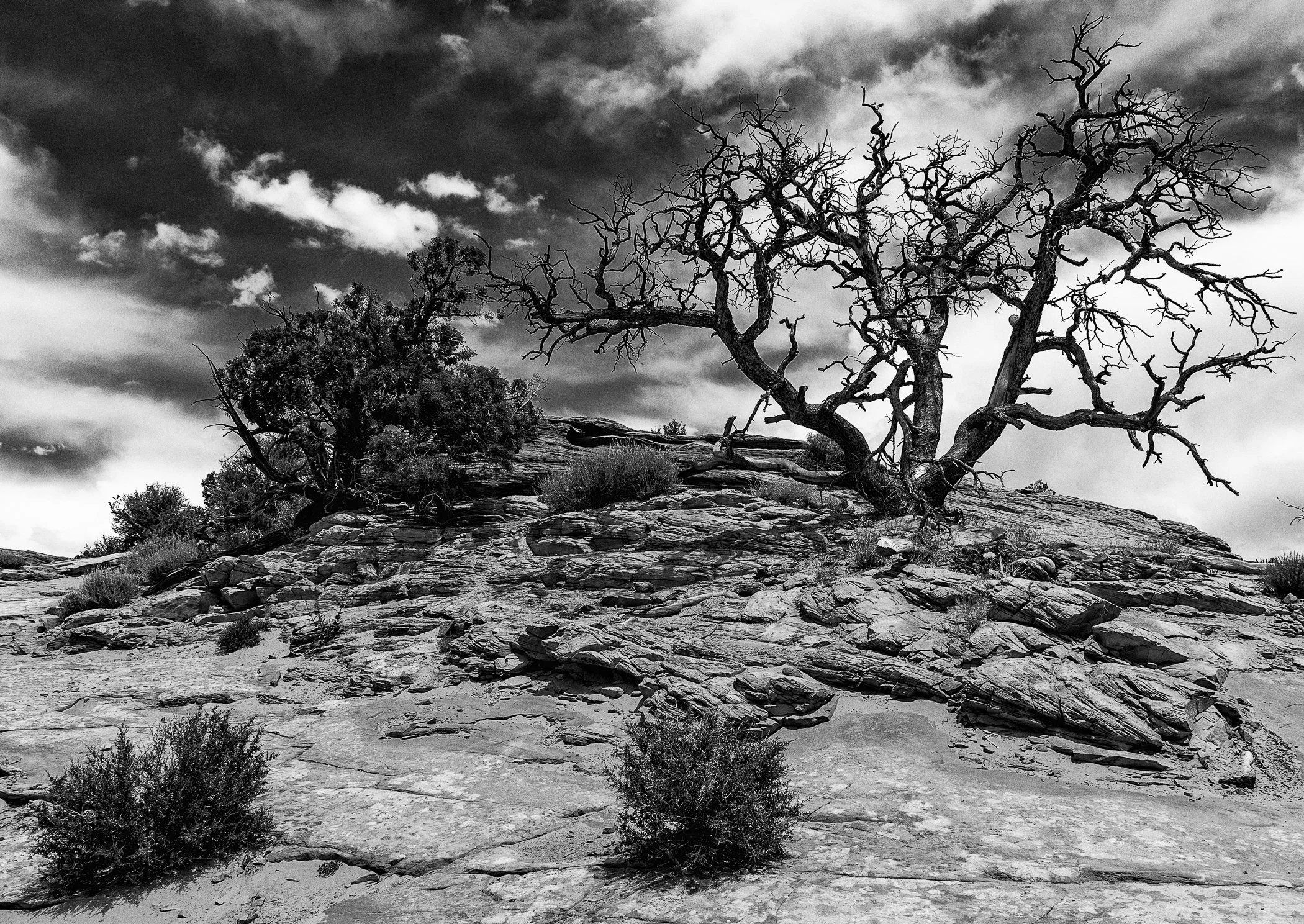  Just A Tree No.1 in - Canyonlands NP 