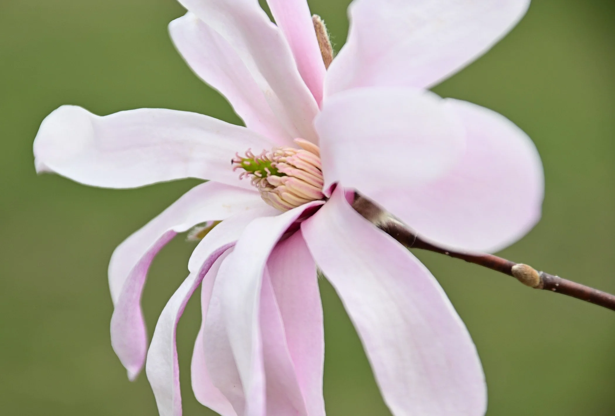  Magnolia 