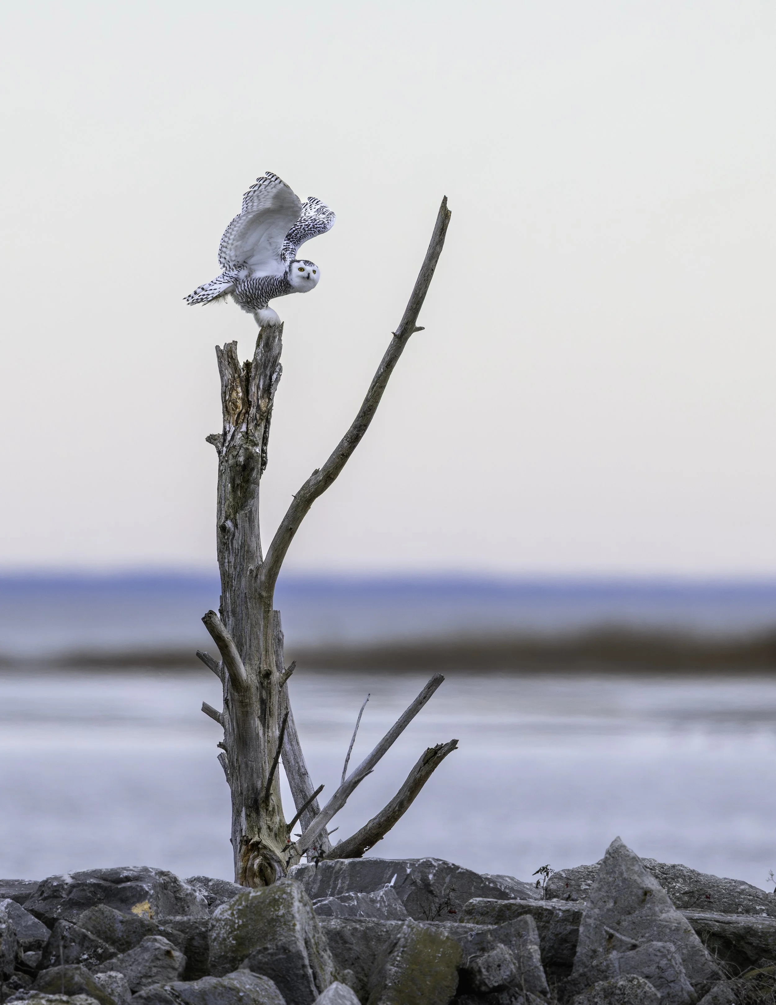 Print Color or B&W Nature
  2nd Place 
  Snowy Owl  by  Vinay Sinha 