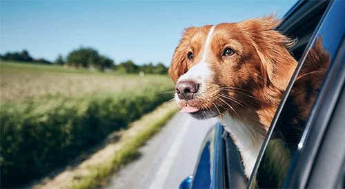 Dog in car covered by auto insurance with Farmers Insurance Agent in Redding