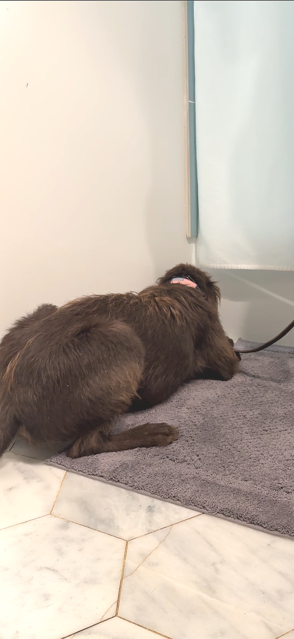 Two brown dogs sitting on a gray rug near a white wall and a window with a white blind.