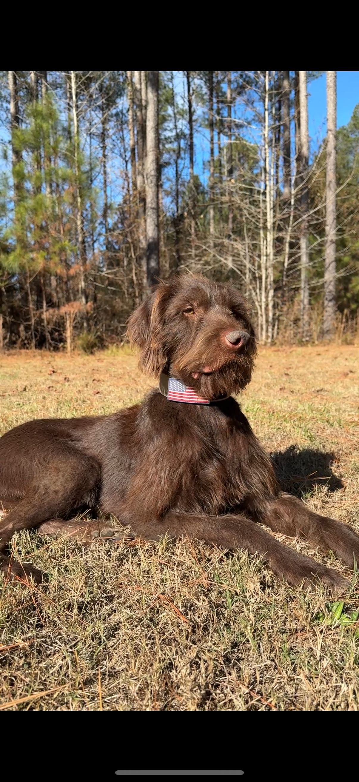 A brown dog with a beard-like facial hair lies on grass in a wooded area, wearing a collar with an American flag, with trees and blue sky in the background.