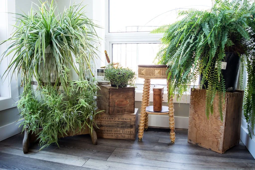 Indoor scene featuring large potted plants, including a tall dracaena and a fern, on wooden crates and stands near a window with natural light.