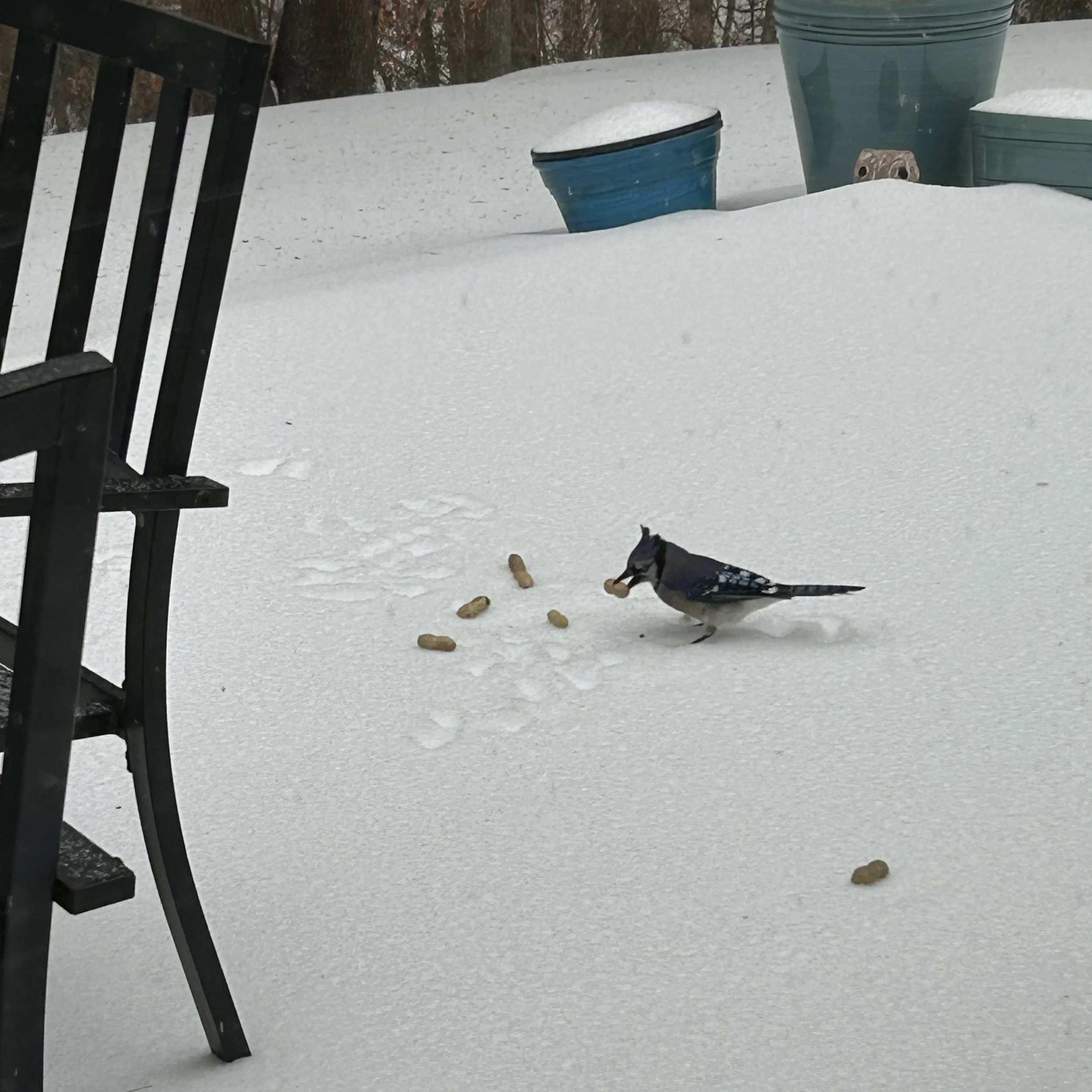 Snow Daze and Other Things