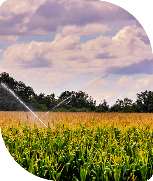 A green cornfield under a partly cloudy sky, with irrigation sprinklers watering the crops.