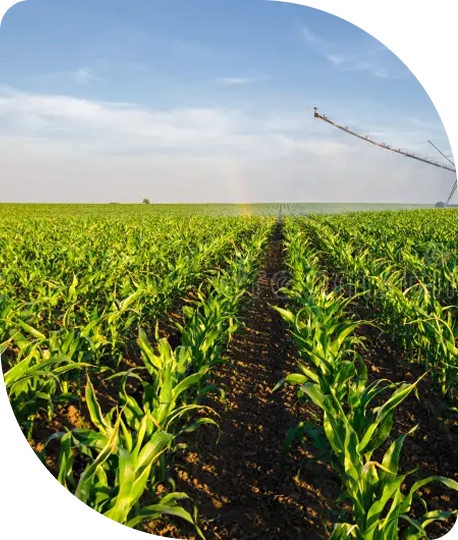 Wide view of a farm field with green crops growing in tall rows under a blue sky with some clouds and a rainbow.