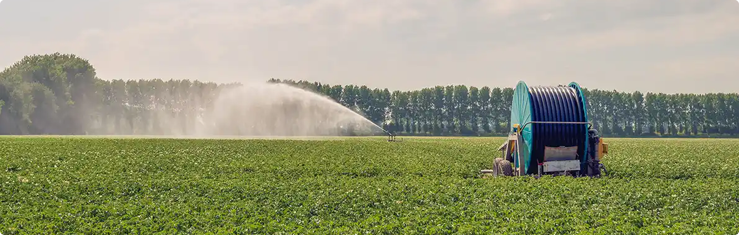 A large irrigation machine spraying water over a green field of crops with trees in the background.