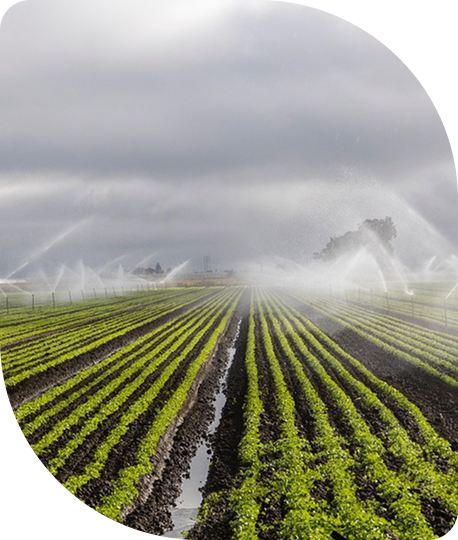 Farm fields with rows of green crops being irrigated by sprinklers under a cloudy sky.