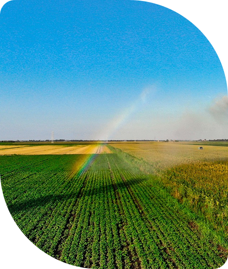 A farm field with crops and a rainbow in the sky