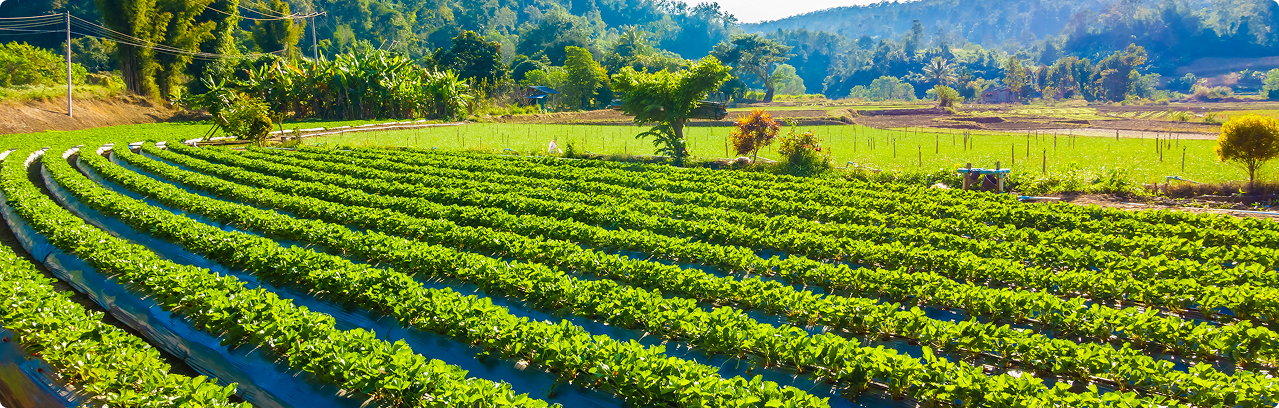 Green crop rows in a rural farm landscape with trees and hills in the background under a clear sky.