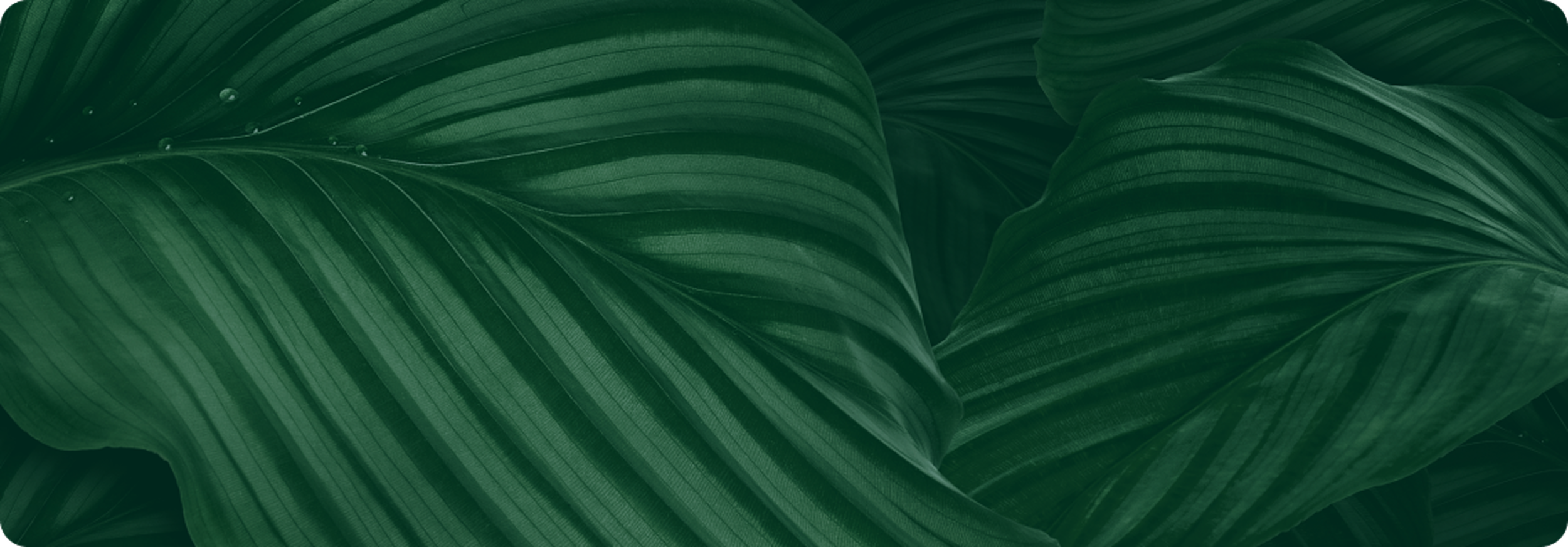 Close-up of large green tropical leaves with water droplets.