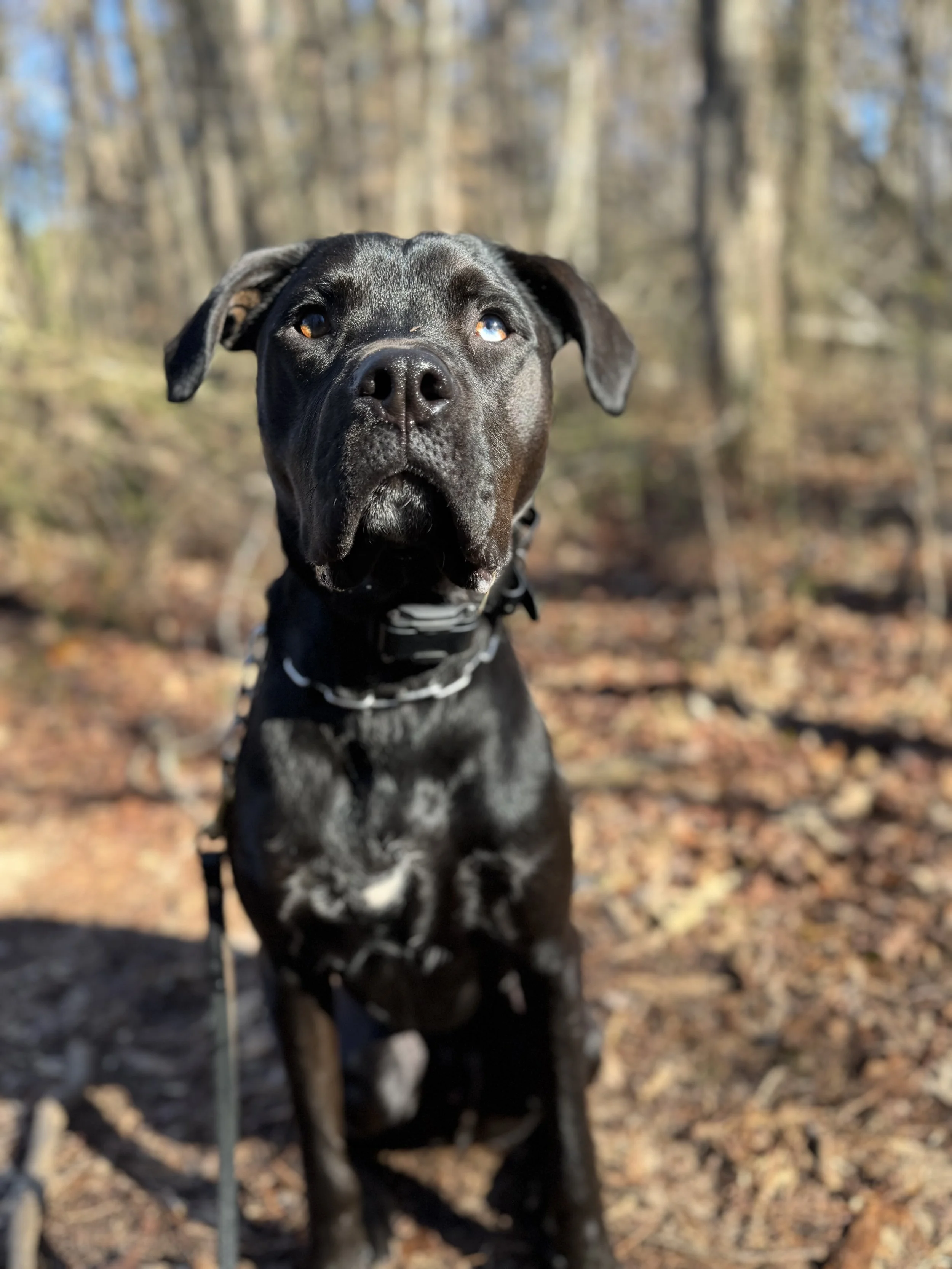 A black dog with a white patch on its chest sitting outdoors in a wooded area with fall leaves on the ground.