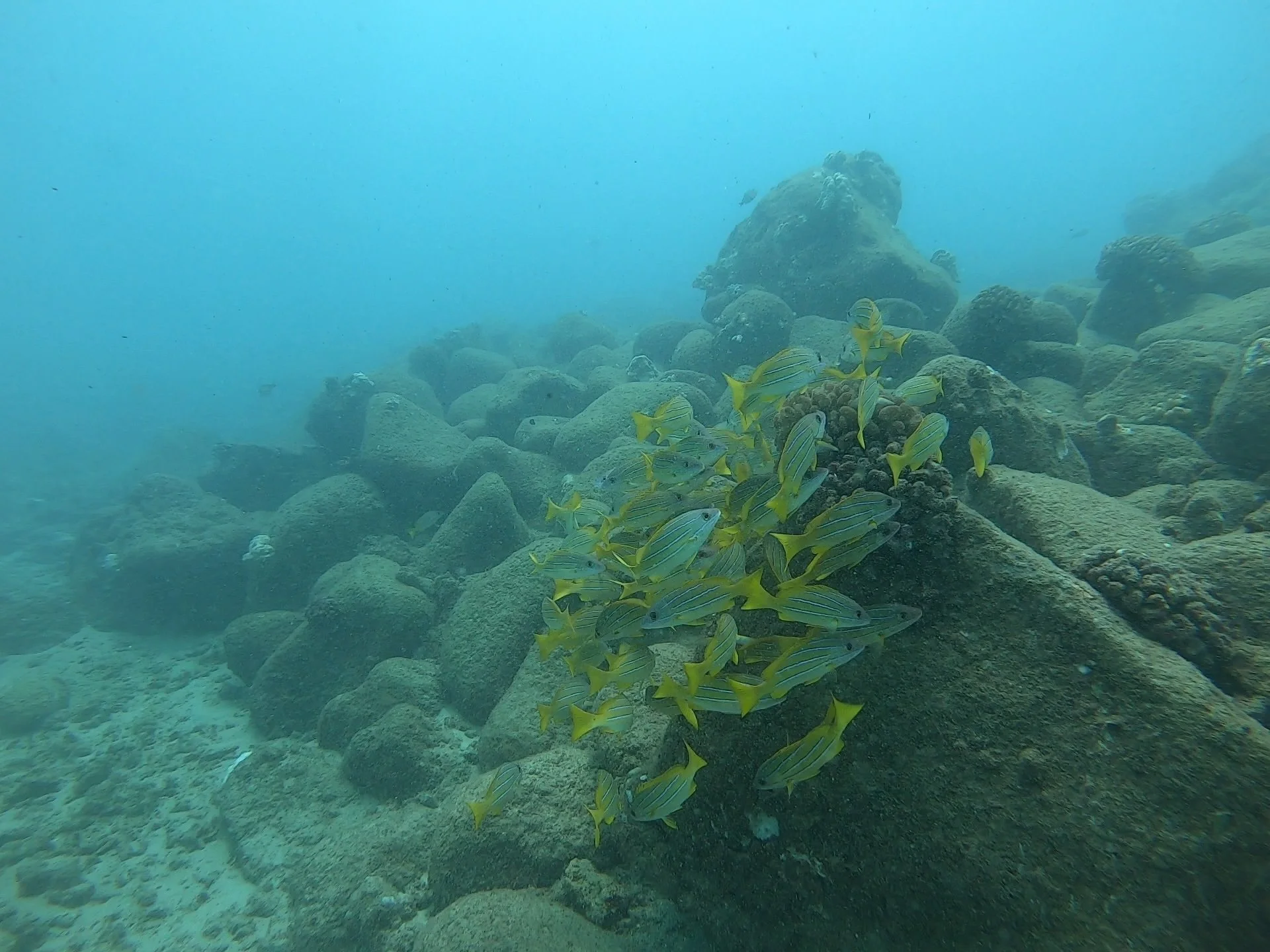 school of fish at koloa landing kauai
