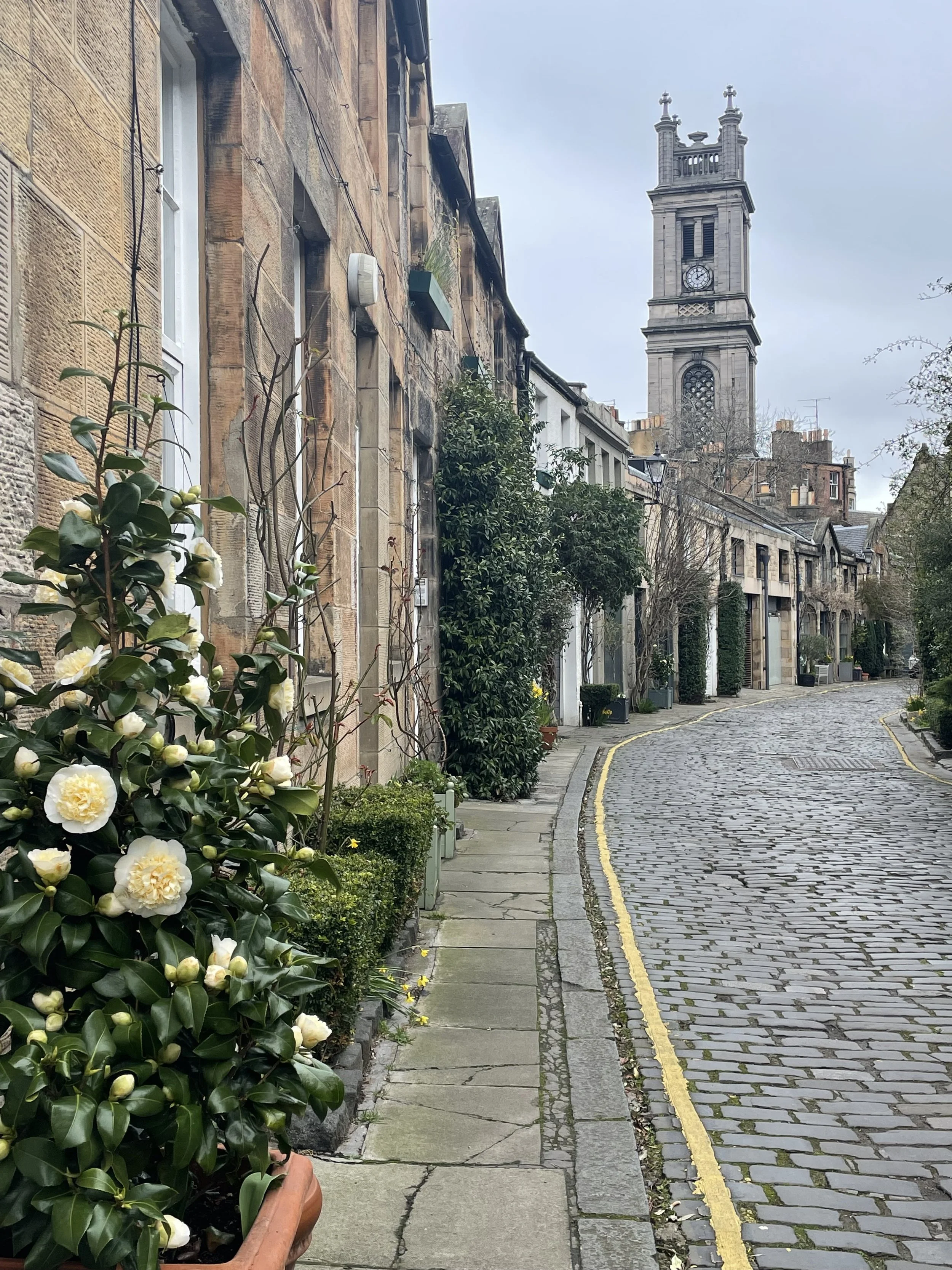 a bush covered in white roses along the cobbled street of Circus Lane in Edinburgh Scotland