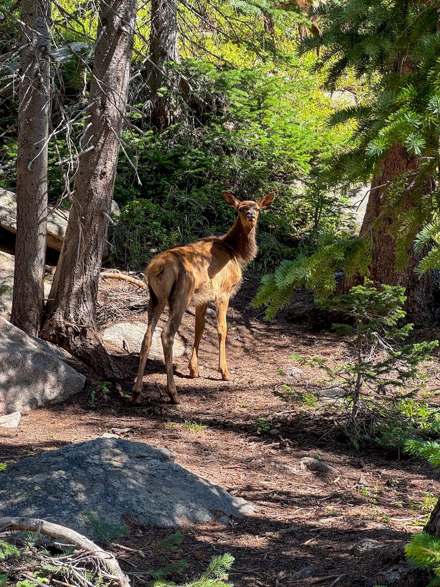 Elk Calf