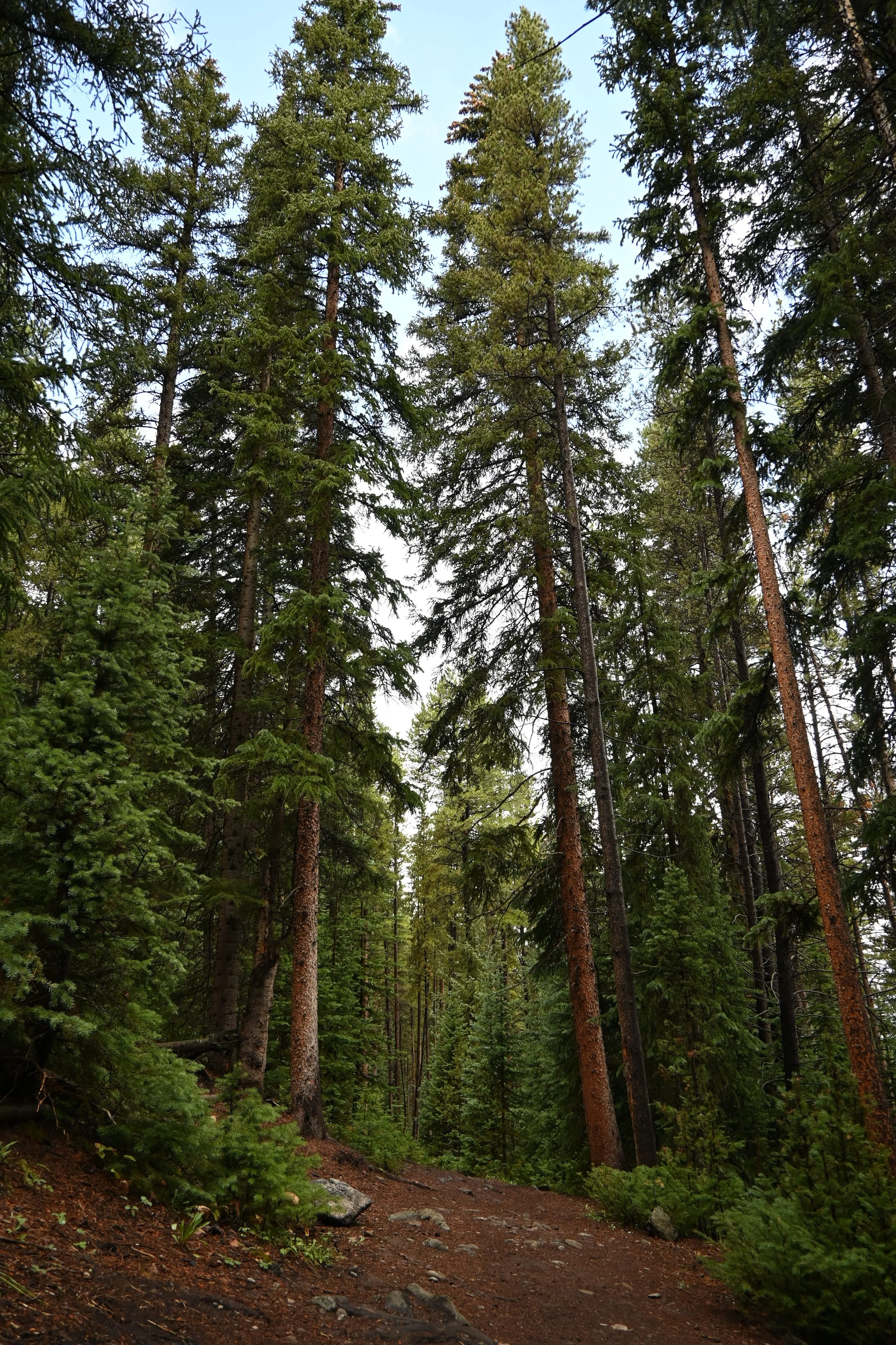 Evergreens in Breckenridge, CO