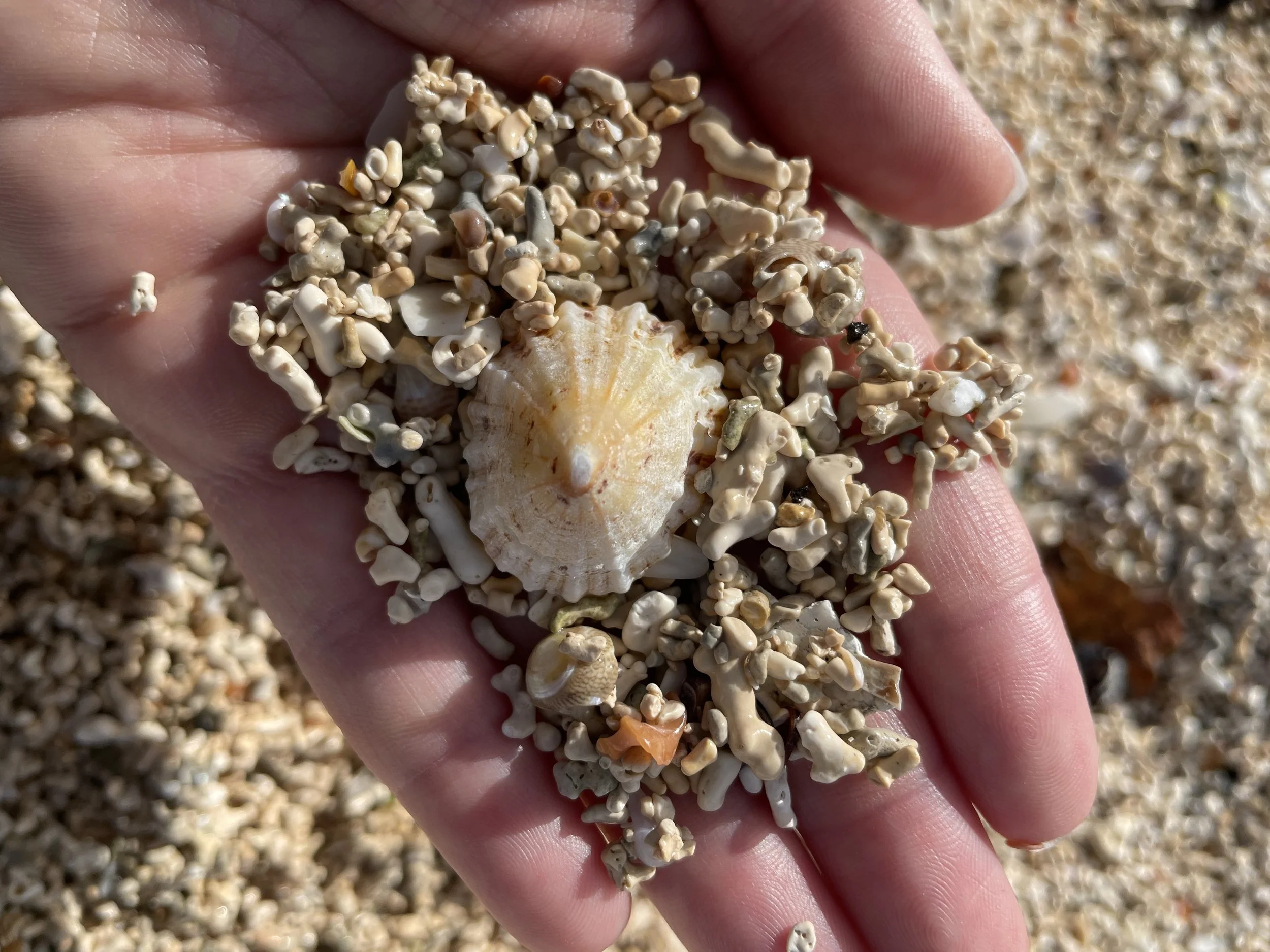 Shells at Coral Beach