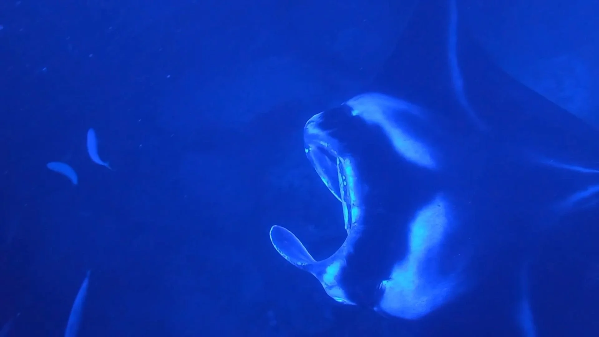 Manta Ray Night Snorkel