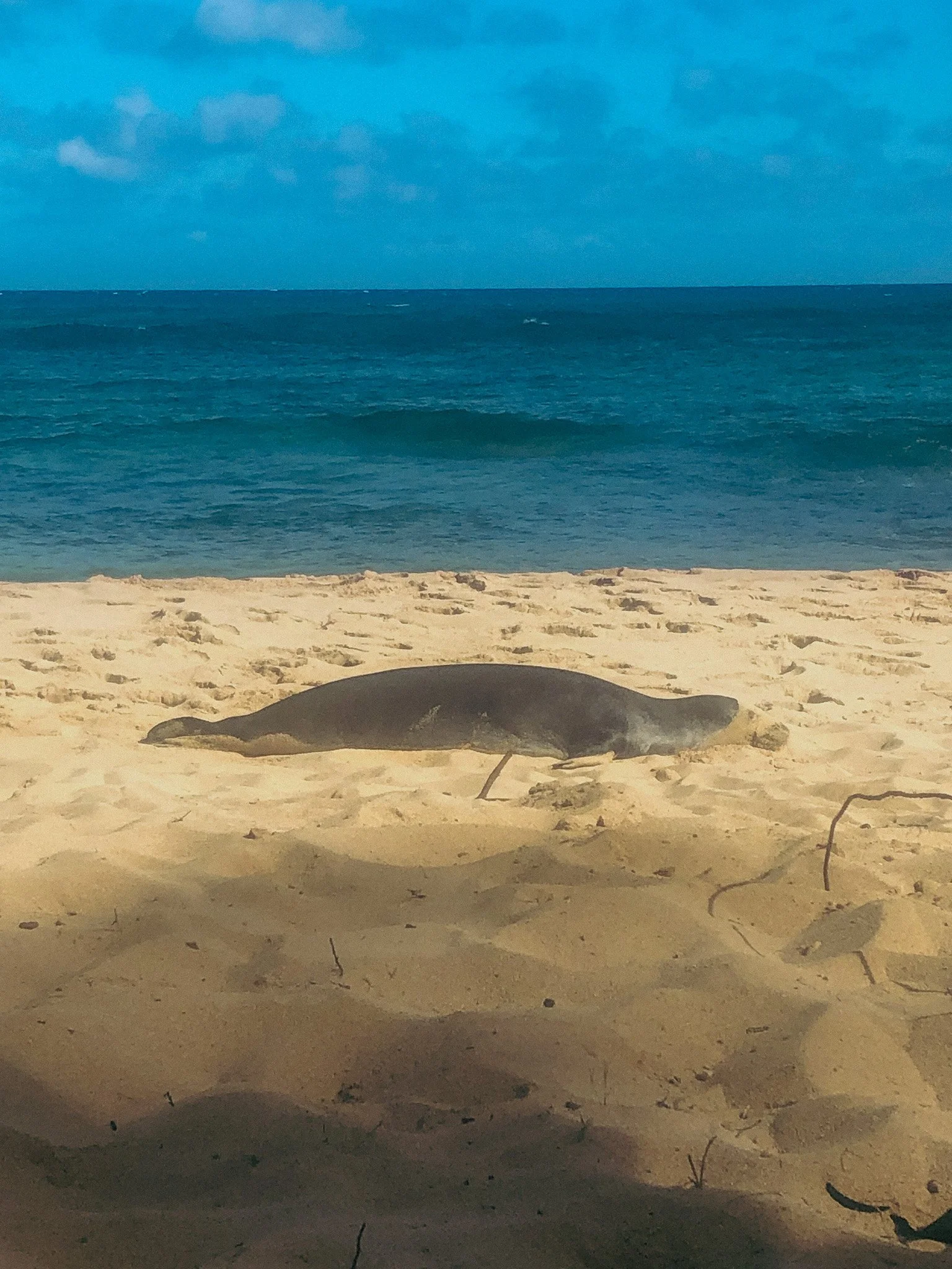 Hawaiian monk seal on the beach on Kauai