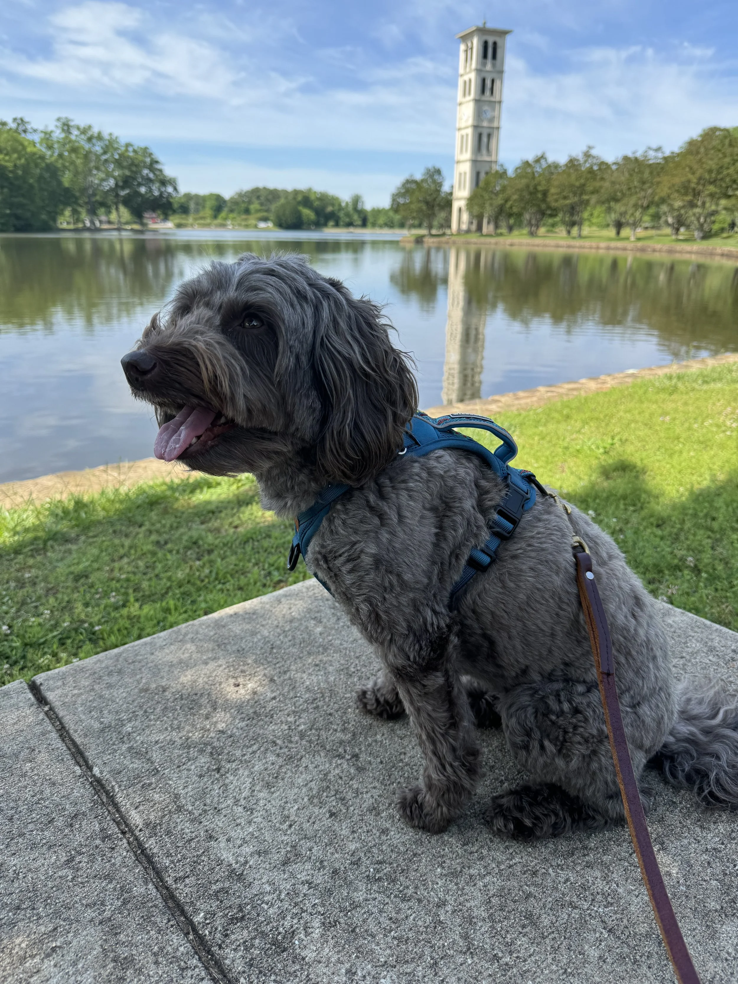 A gray, curly-haired dog with a blue harness sitting on a concrete path by a pond with a clock tower in the background.