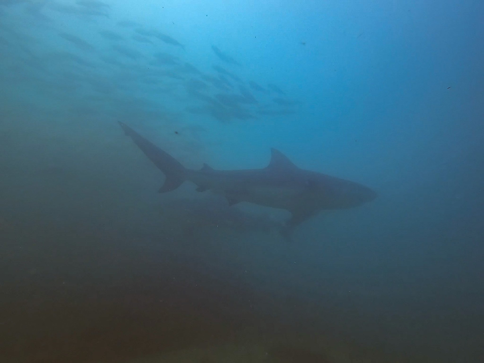 Scuba Diving In Cabo Pulmo, Mexico, is it worth it?