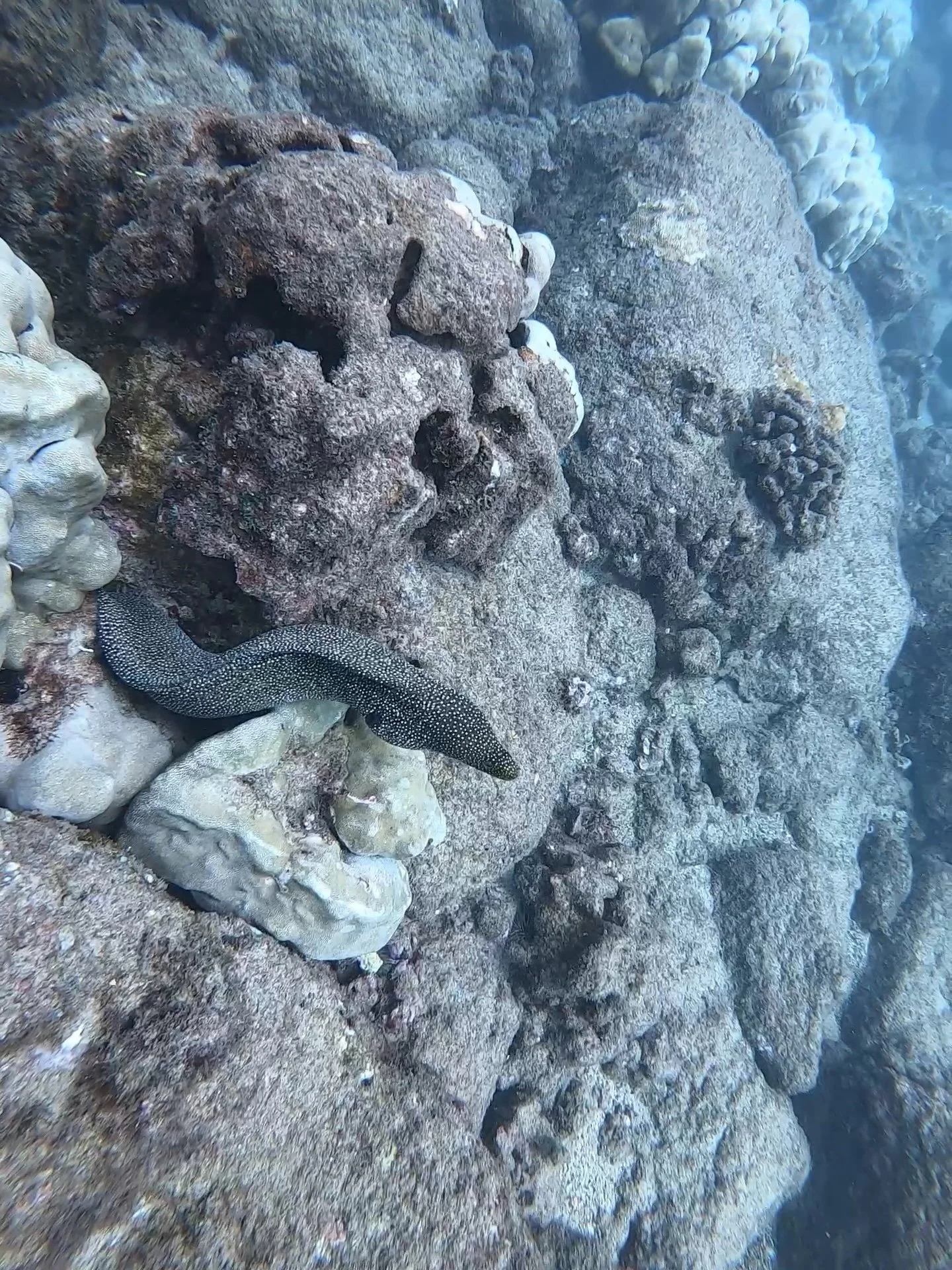 eel at koloa landing kauai