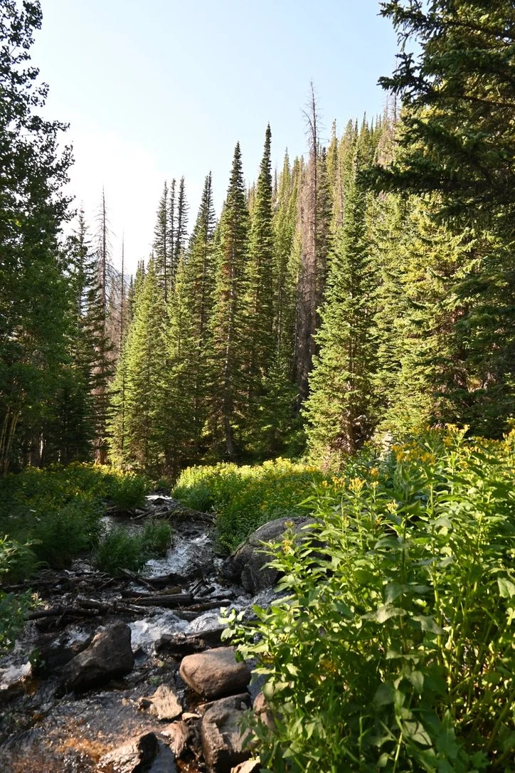 A lush green forest with tall pine trees and a small rocky creek flowing through the vegetation under a clear sky.