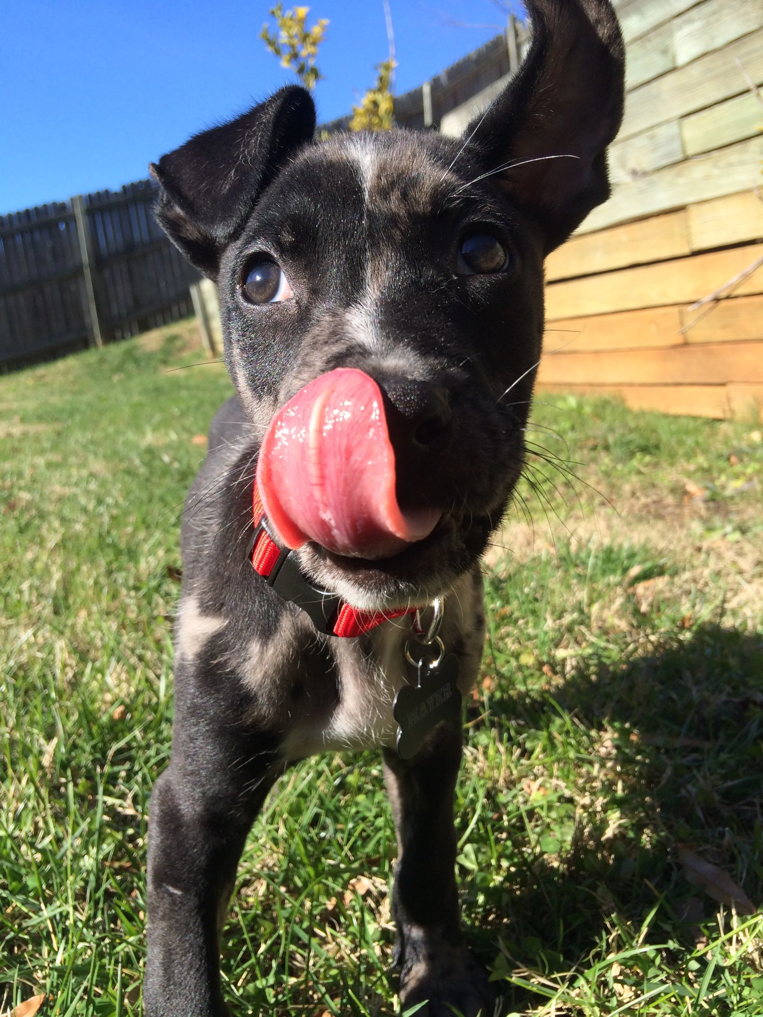 A small black and white puppy with a red collar and a bone-shaped tag, licking its nose, outdoors on grass with a wooden fence and clear blue sky in the background.