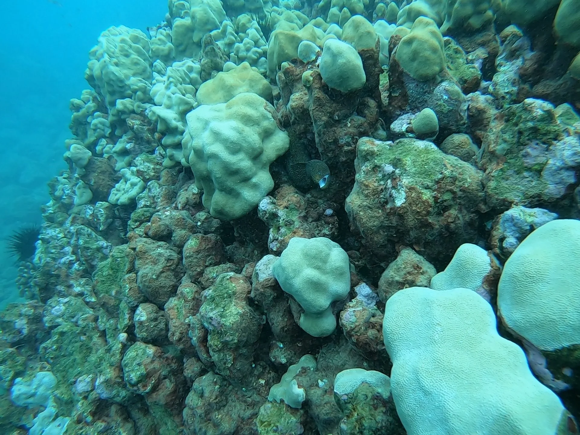 eel at koloa landing kauai hawaii