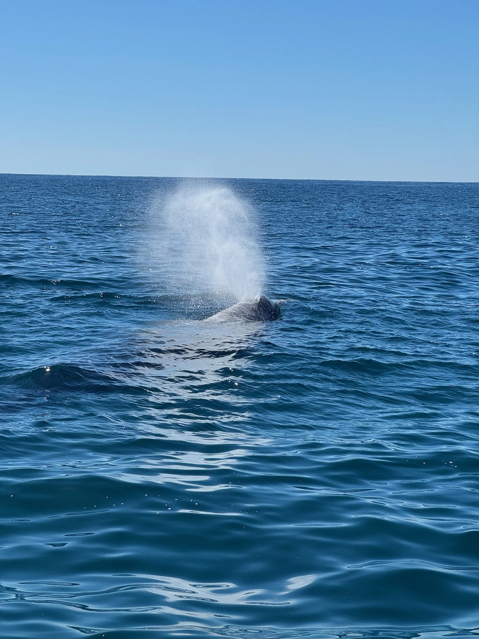 gray whale water spout
