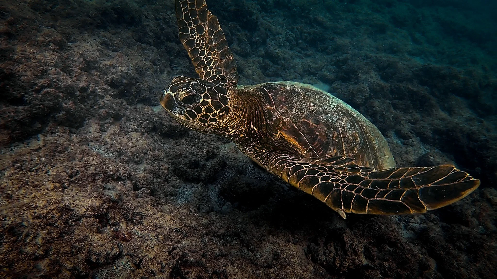 Your Guide to Snorkeling on The Big Island, Hawaii