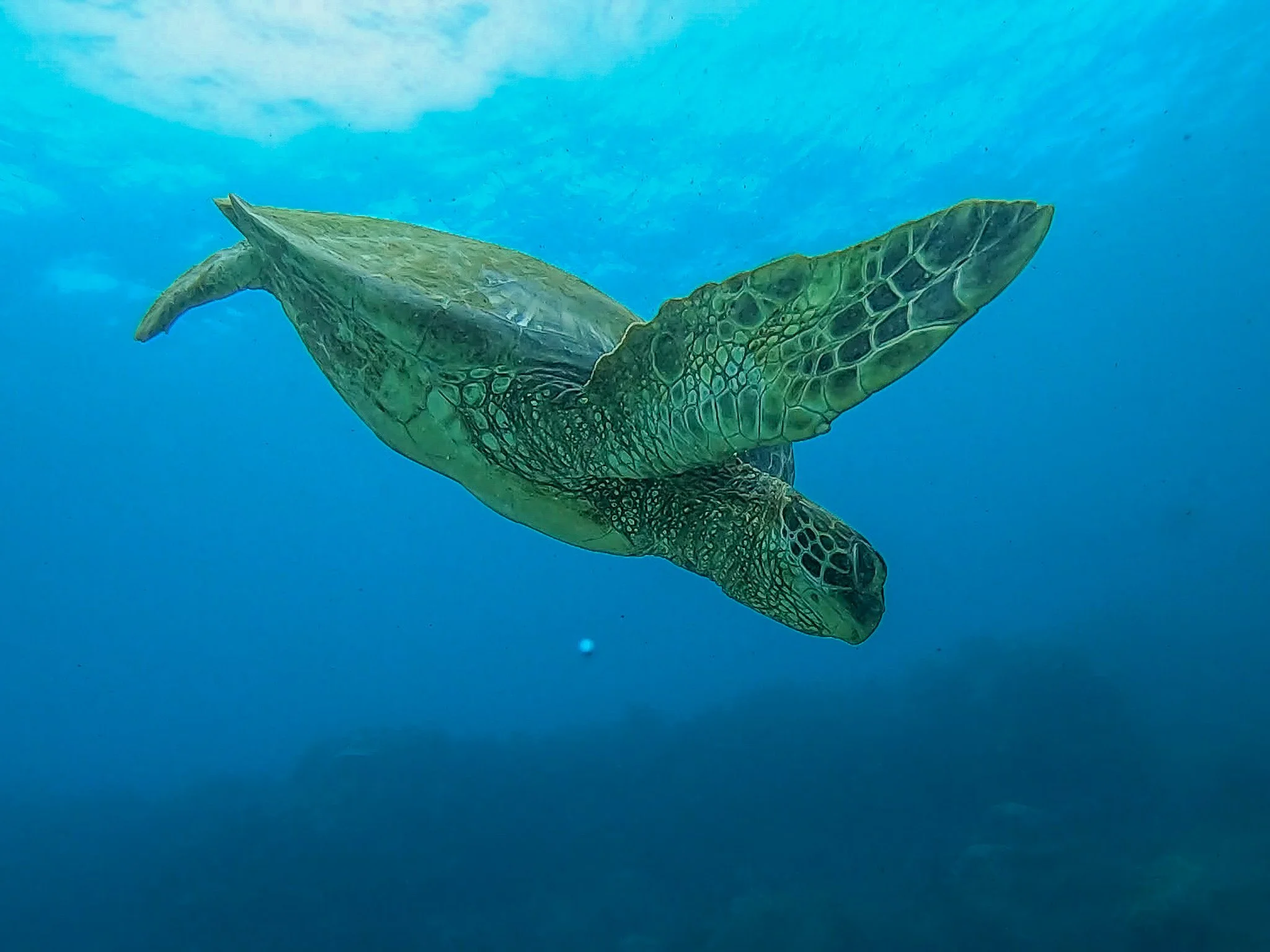 sea turtle swimming at koloa landing