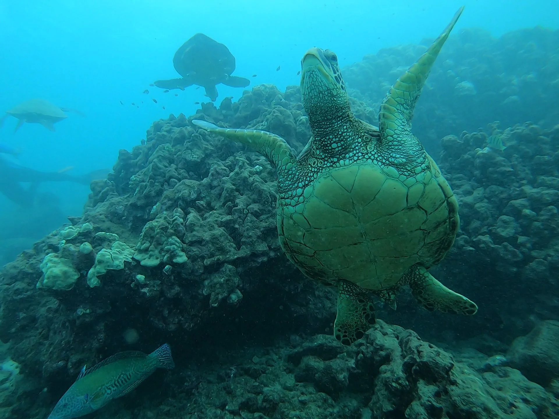 three green sea turtles at koloa landing kauai
